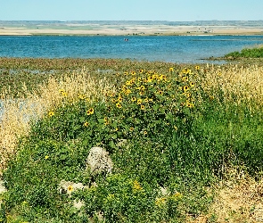 Kwiaty, Trawy, Jezioro
