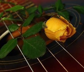 Gitara, Struny, Róża