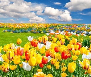 Tulipany, Chmury, Kolorowe