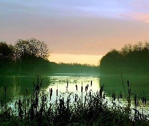 Drzewa, Szuwary, Jezioro, Mgła