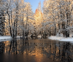 Śnieg, Drzewa, Rzeka