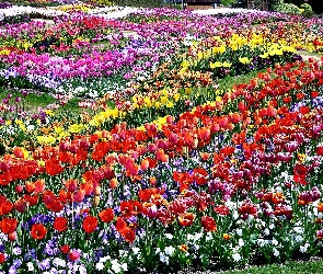 Kwiatowe, Tulipany, Pole