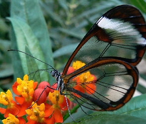 Skrzydła, Przeźroczyste, Motyl, Glasswing