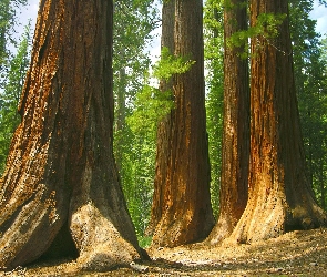Stany Zjednoczone, Stan Kalifornia, Las Mariposa Grove, Drzewa, Sekwoje, Park Narodowy Yosemite