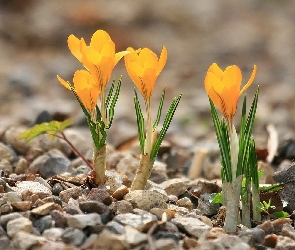 Krokusy, Wiosna, Żółte