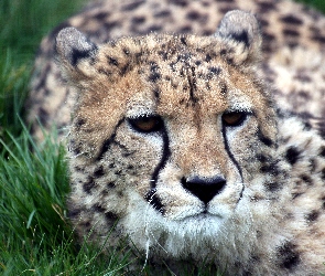 Gepard, Trawa