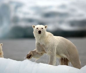 Polarne, Niedźwiedzie