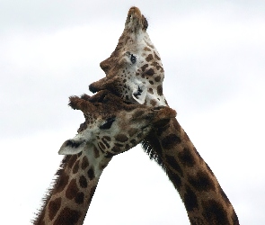 Dwie, Miłość, Żyrafy