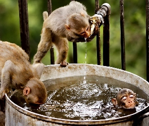 Małpy, Kąpiel, Woda