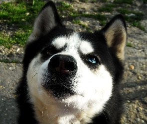 Mordka, Spojrzenie, Husky