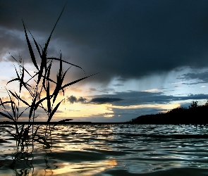 Zarośla, Niebo, Woda