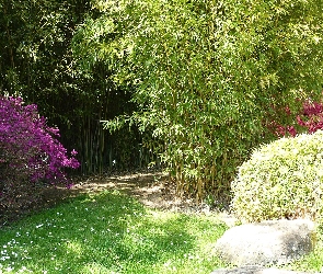 Ogród, Różanecznik, Azalie