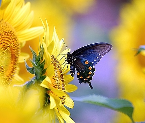 Słoneczniki, Motyl, Ozdobne