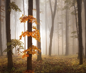 Las, Mgła, Jesień