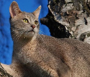 Kotek, Skała