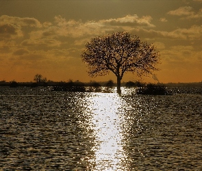 Samotne, Woda, Drzewo