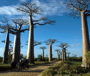 Drzewa, Wóz, Droga, Baobaby