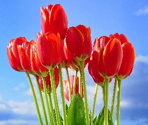 Tulipany, Niebo, Czerwone