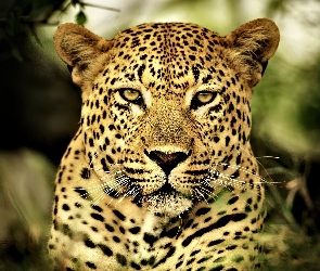 Leopard, Futro, Oczy