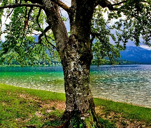 Jezioro, Wiosna, Drzewo, Góry