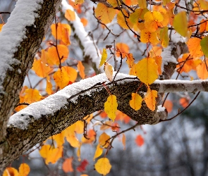 Drzewo, Śnieg, Zima, Jesień, Liście