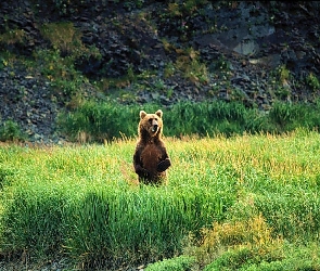 Niedźwiedź, Stojący