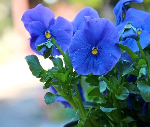 Bratki, Kwiaty, Niebieskie