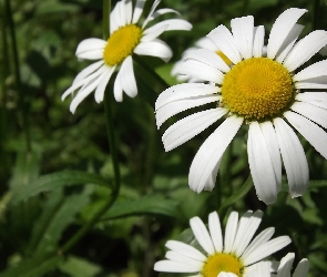 Margerytka, Listki, Zielone