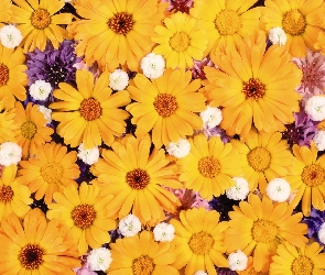 Żółte, Kwiaty
