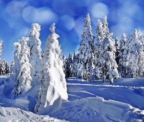 Świerki, Ośnieżone, Zima, Las