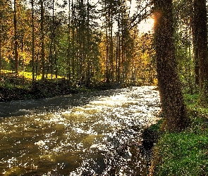 Rwąca, Światło, Przebijające, Rzeka, Las