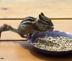 Słonecznika, Ziarenka, Wiewiórka, Chipmunk, Ziemna, Miska