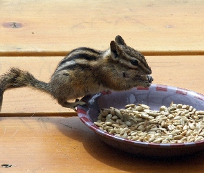 Chipmunk, Wiewiórka, Słonecznika, Miska, Ziarenka, Ziemna