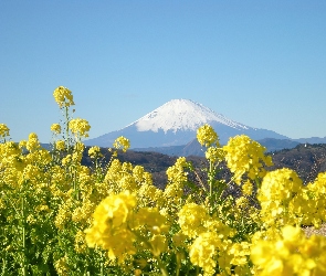Kwiatki, Japonia, Fuji, Góra