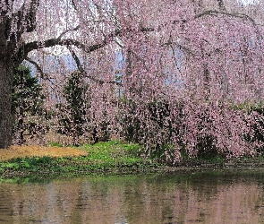 Kwitnące, Woda, Drzewo