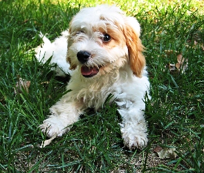 Trawa, Cavapoo, Biały, Szczeniak