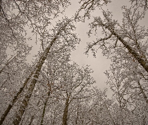 Drzewa, Zima, Oszronione