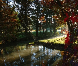 Światło, Przebijające, Park, Drzewa