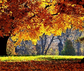 Jesień, Drzewa, Kolorowe