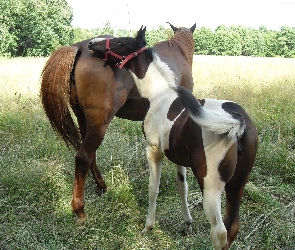 Konie, Zabawa, Pastwisko