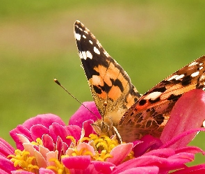 Tło, Zielone, Motyl, Kwiat