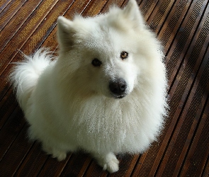 Biały, Samoyed, Piesek