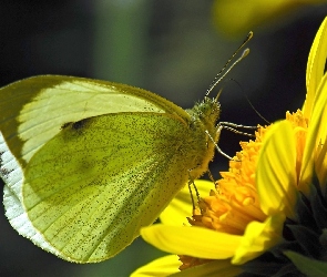 Bielinek rzepnik, Kwiat, Motyl