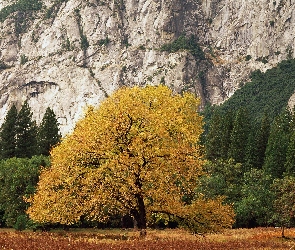 Góry, Jesień, Drzewo