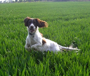 biegnący, Springer spaniel angielski