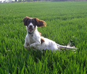 Springer spaniel angielski, biegnący