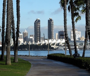 Drzewa, Droga, San Diego, Drapacze Chmur