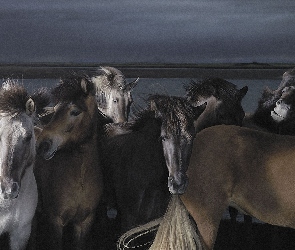 Konie, Morze