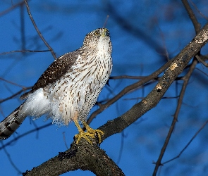 Krogulec Czarnołbisty, Gałęzie, Ptak