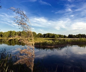 Jezioro, Las, Trawy